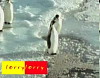 Nasty Penguin